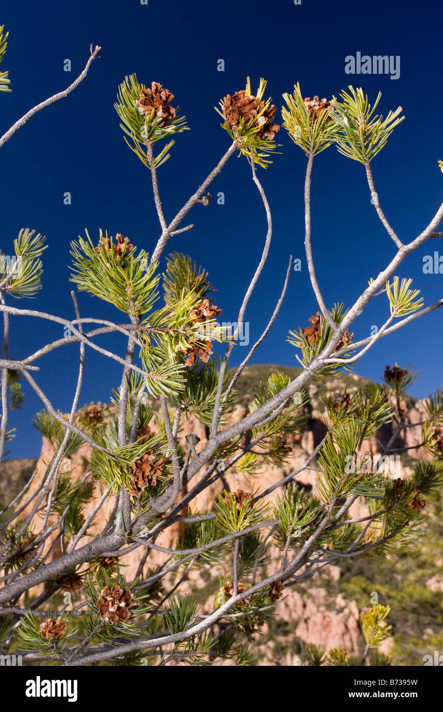 Mexikanische Pinyon Kiefern Pinus Cembroides in Form bisweilen als Grenze Kiefer Pinus verfärben Quelle essbaren Nüsse Stockfoto