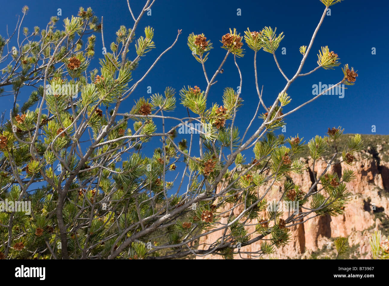 Mexikanische Pinyon Kiefern Pinus Cembroides in Form bisweilen als Grenze Kiefer Pinus verfärben Quelle essbaren Nüsse Stockfoto