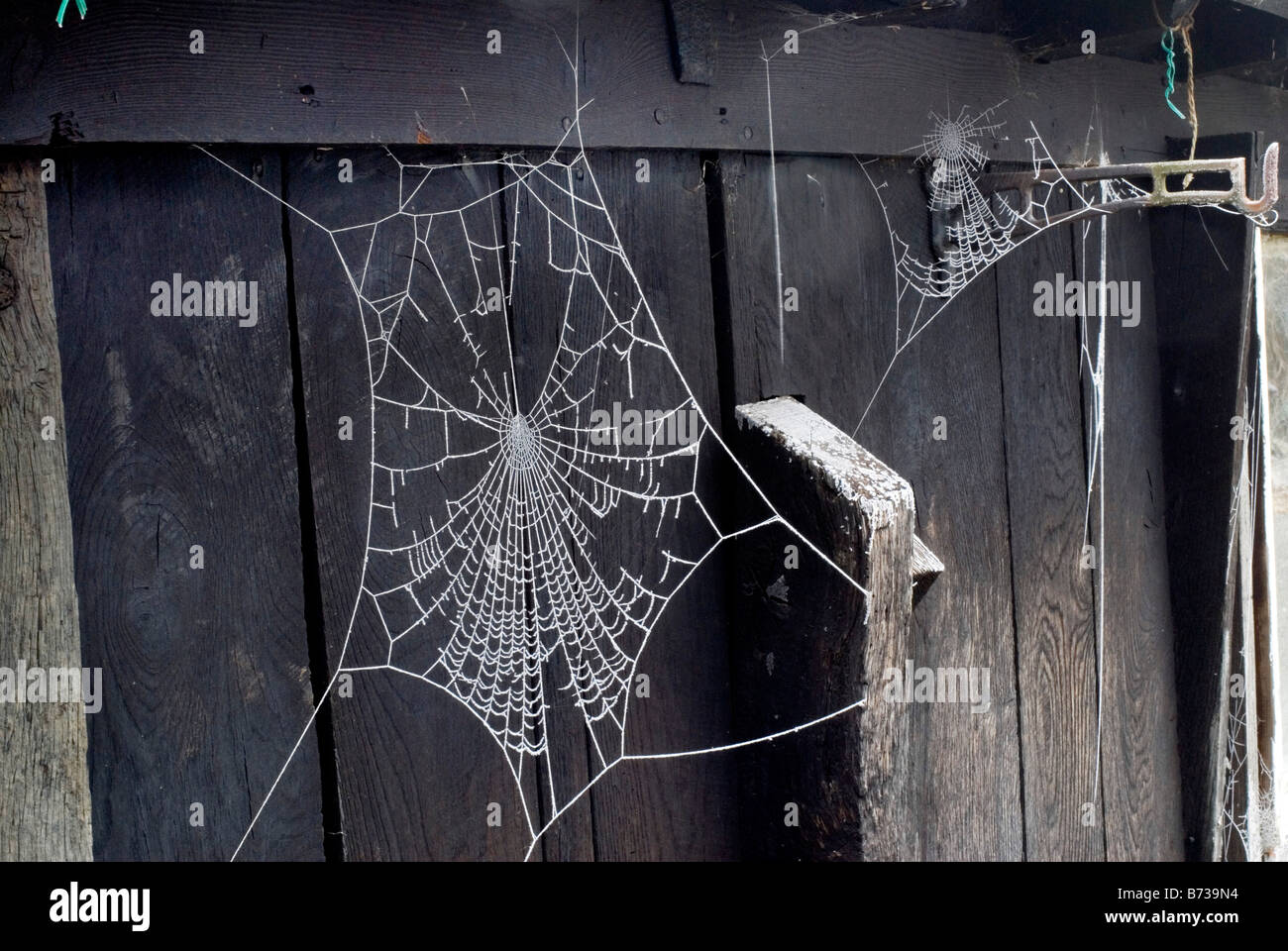 Gefrorene Cob Web Stockfoto