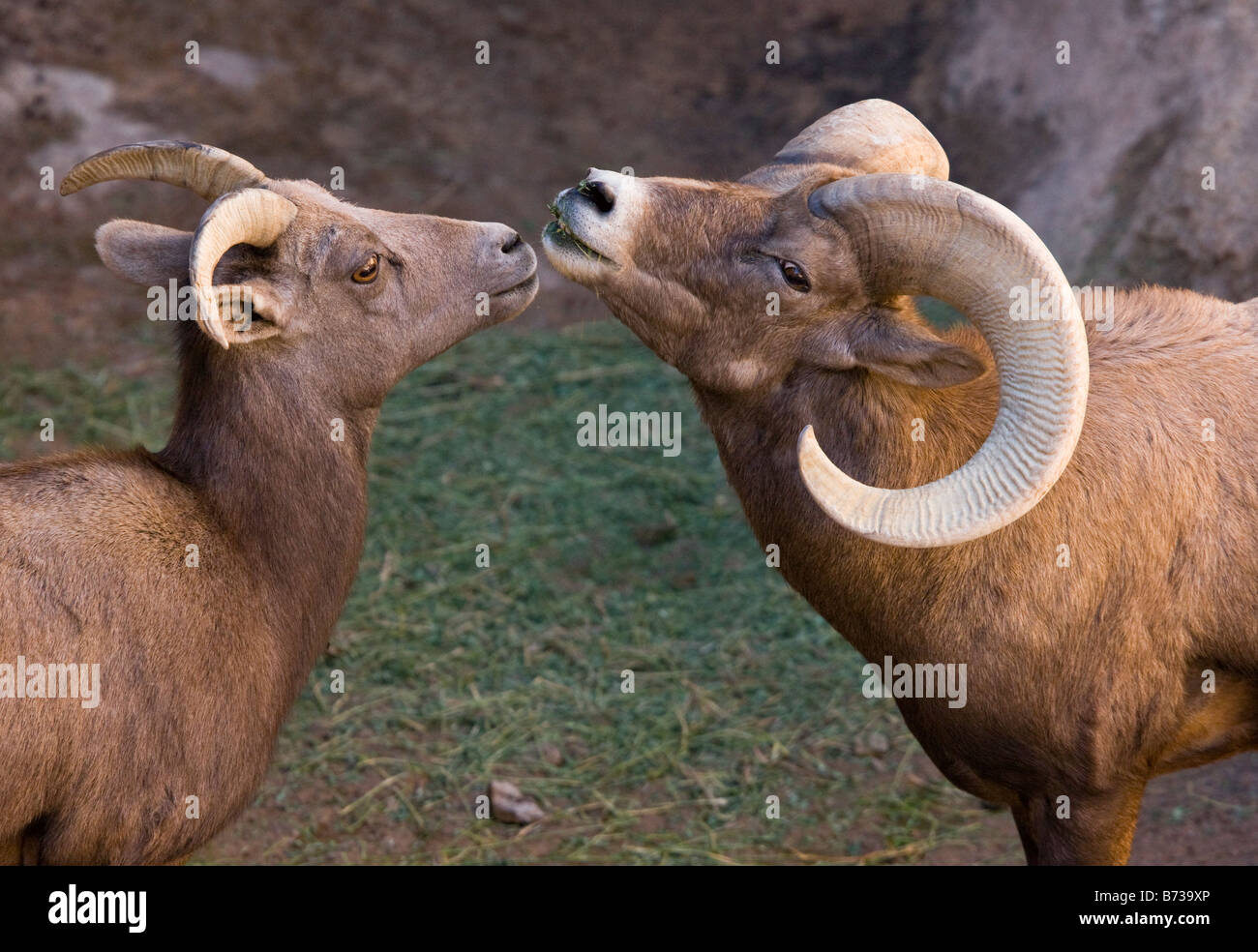 Männliche und weibliche Wüste Bighorn Schafe Ovis Canadensis Mexicana Arizona USA Stockfoto