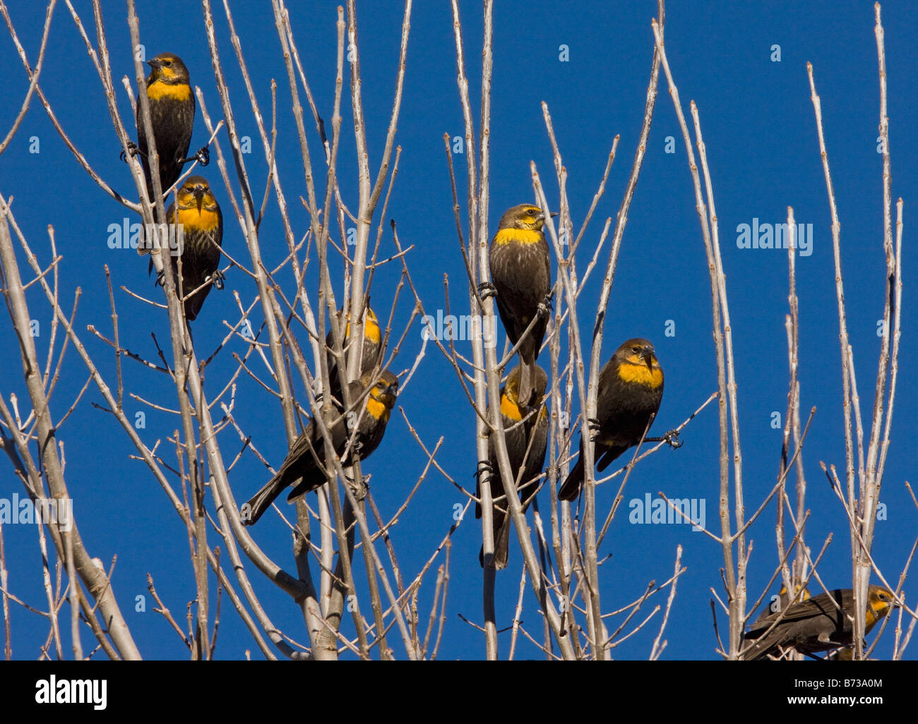 Herde von gelb fuhren Amseln Xanthocephalus Xanthocephalus im Winter im Baum Süd Osten Arizona thront Stockfoto