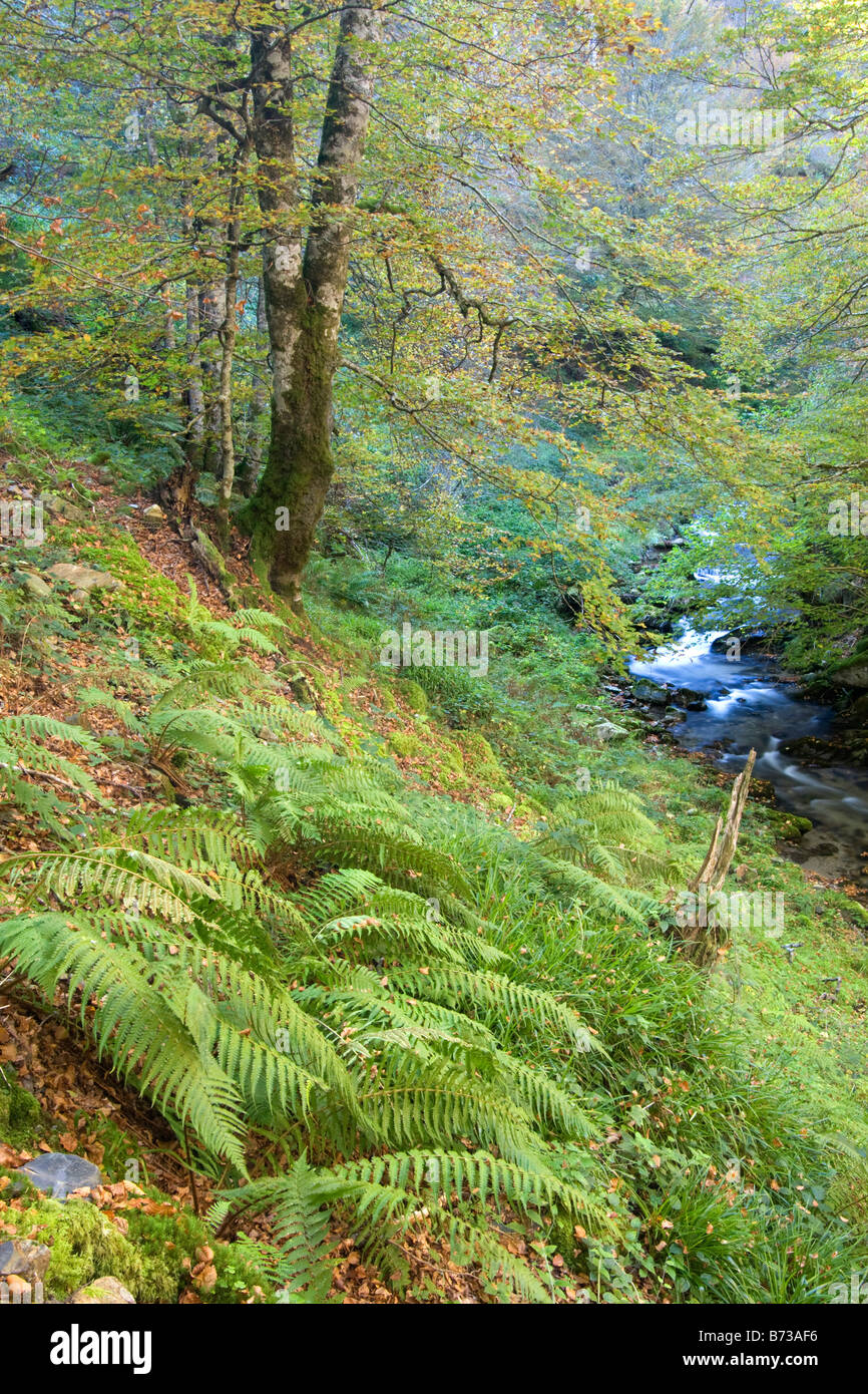 Farne im herbstlichen Wald, Selva de Irati, Spanische Pyrenäen Stockfoto