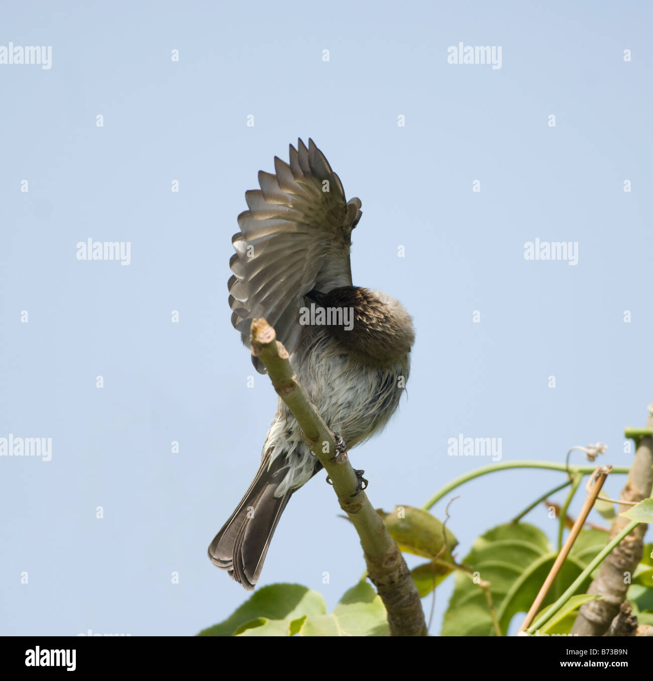 Gemeinsamen Bulbul Pycnonotus Barbatus WILD Stockfoto