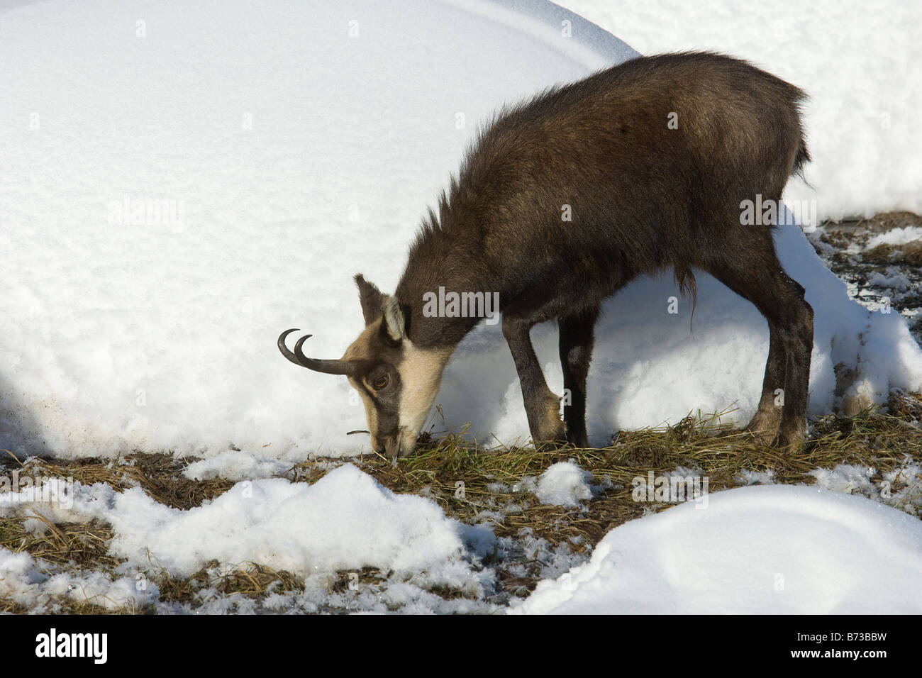 Gämse Rupicapra Rupicapra Camoscio Inverrno Neve Winterschnee Parco Nazionale Gran Paradiso Valle d Aosta Italia Italien Stockfoto