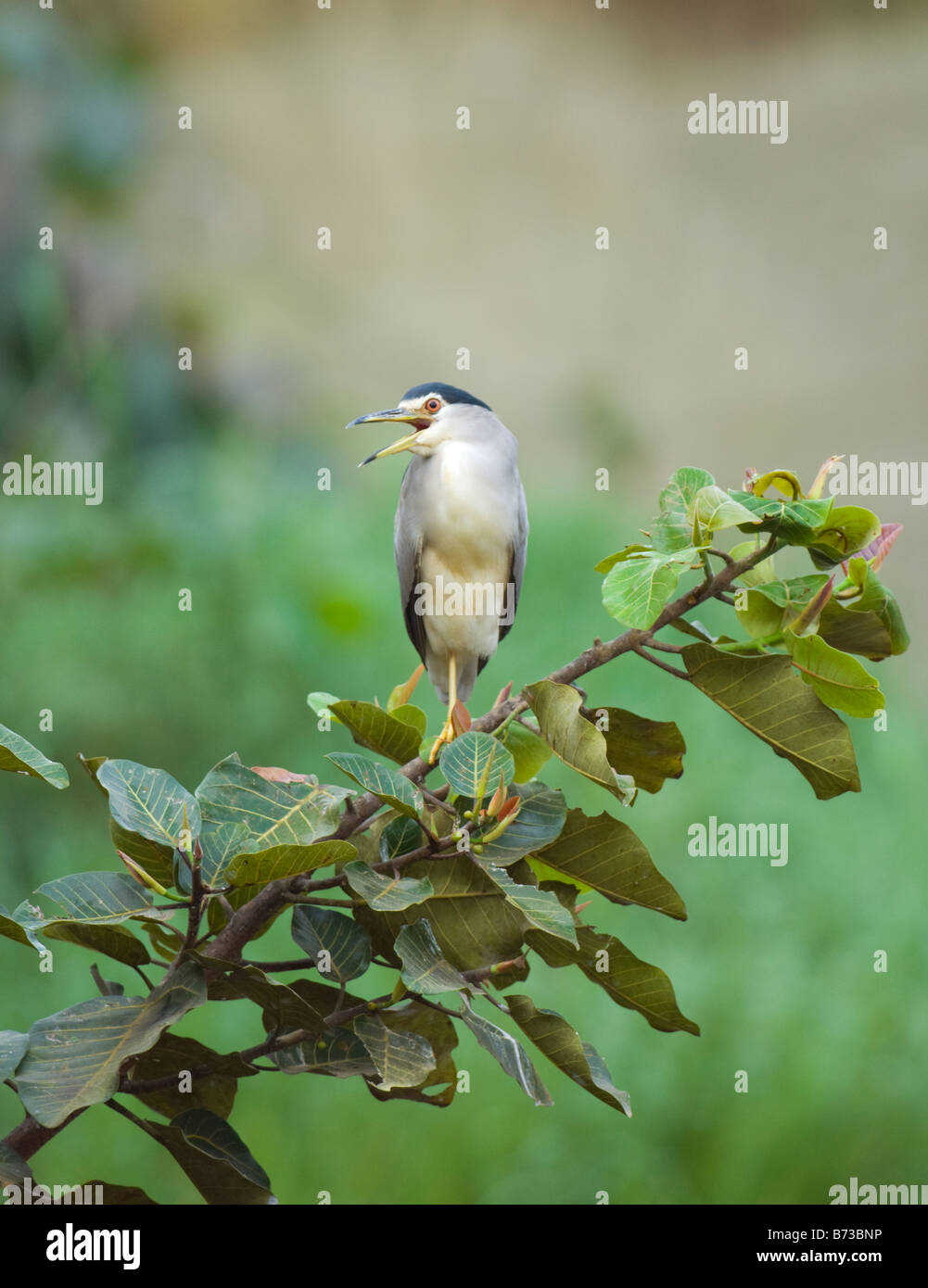 Schwarz gekrönt Nachtreiher Nycticorax Nycticorax WILD Stockfoto