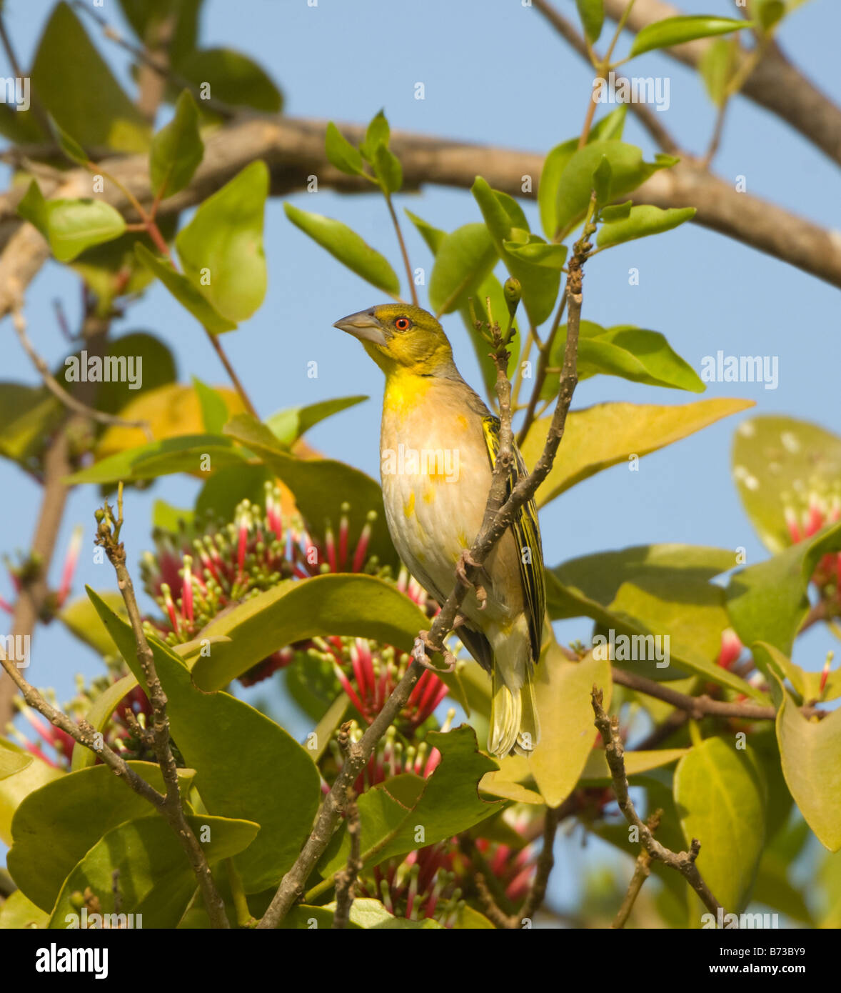 Dorf Weber Ploceus Cucullatus WILD Stockfoto