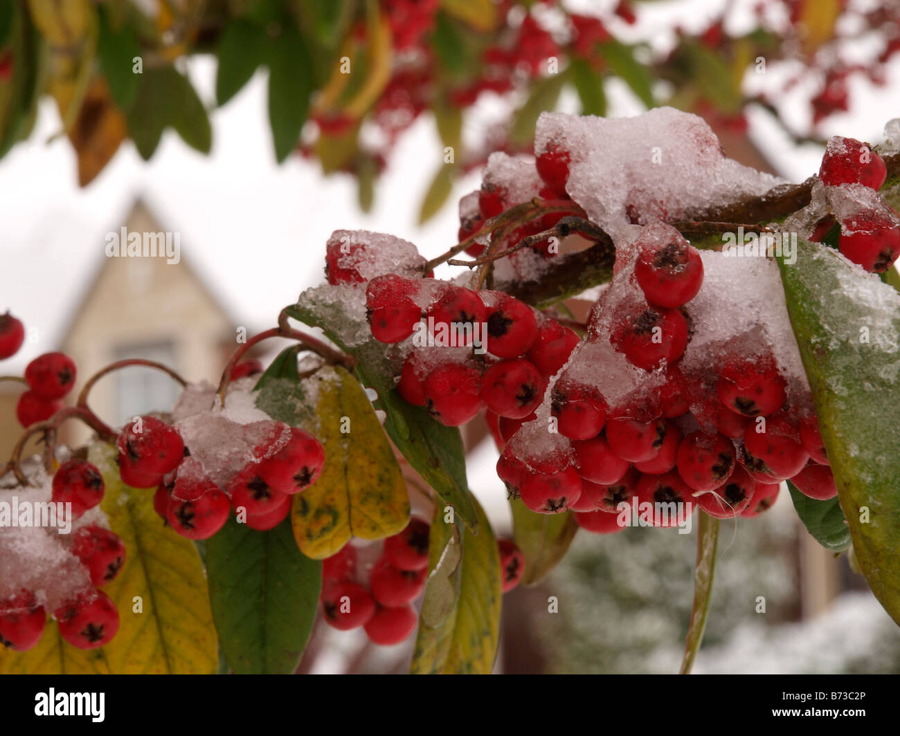 Rote Beeren bedeckt mit Schneedecke in Wohnsiedlung Stockfoto