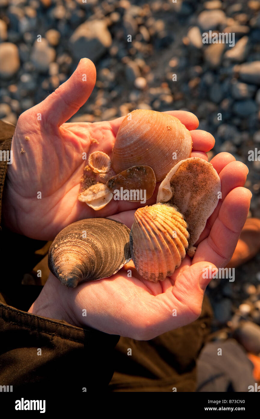 Eine Handvoll von verschiedenen sortierten Muscheln gesammelt am Strand von Tywyn Gwynedd Nord-Wales UK Stockfoto