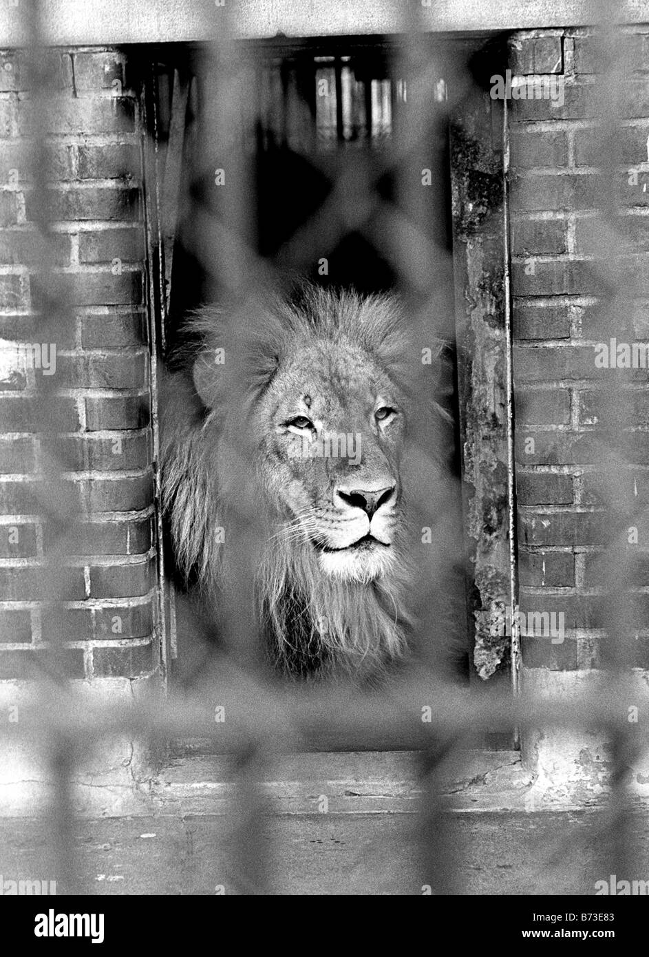 Löwe im Brooklyn Zoo vor den großen Tieren bewegten sich in menschlicher Umgebung um 1985 Stockfoto