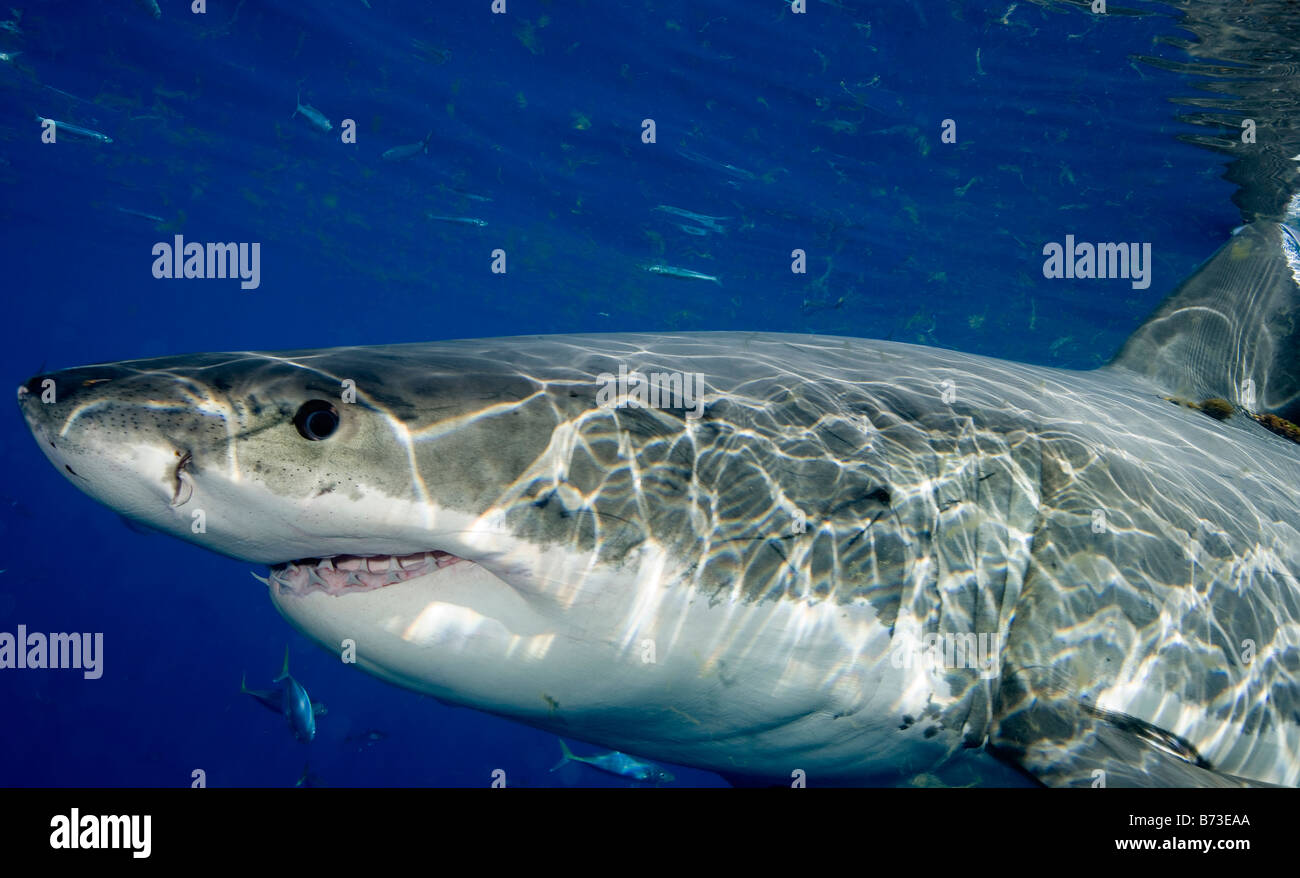 Weißer Hai (Carcharodon Carcharias), Insel Guadalupe, Mexiko. Stockfoto