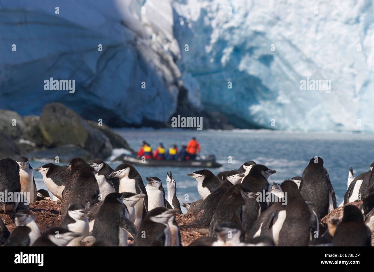 Zodiac vergeht Elephant Island mit der Antarktis Pinguine Zügelpinguinen (Pygoscelis Antarcticus) Stockfoto