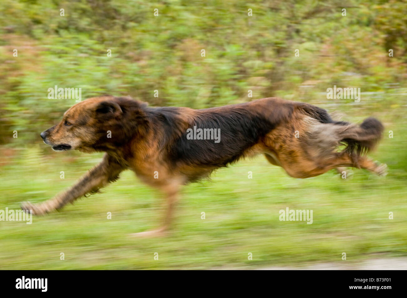 laufender Hund Stockfoto