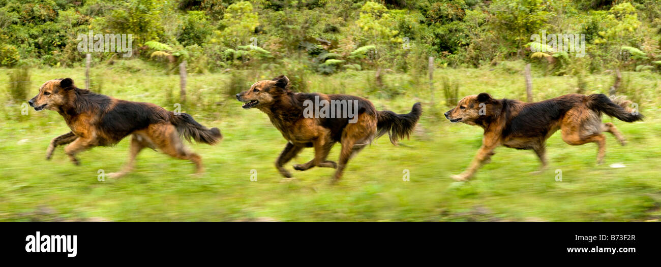 laufender Hund Stockfoto