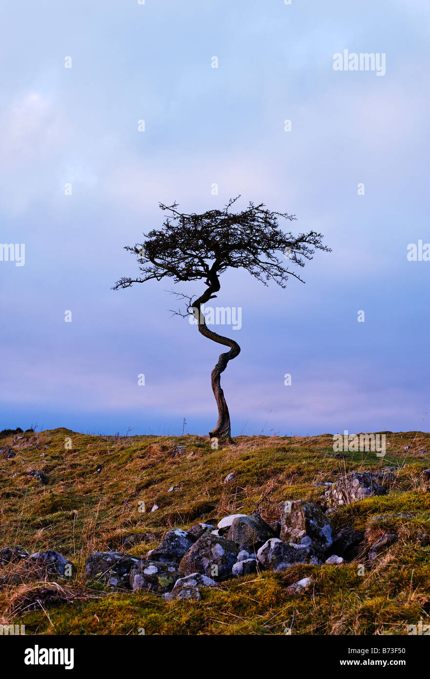 Einsamer Baum auf skyline Stockfoto