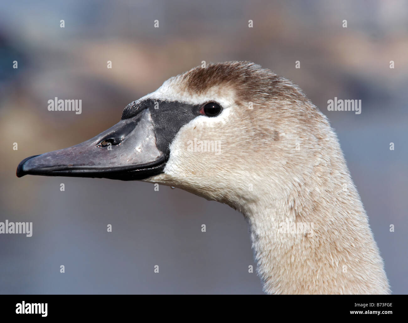 Leiter der junge Schwan Stockfoto