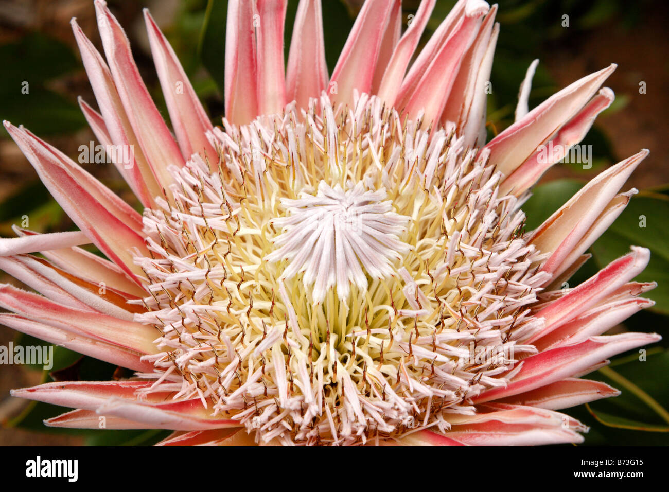 König protea protea Cynaroides die Nationalblume von Südafrika Kirstenbosch national botanical Garten Kapstadt Südafrika Stockfoto