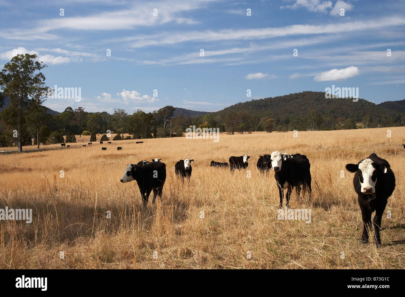 Australische Landwirtschaft Stockfotos Und Bilder Kaufen Alamy