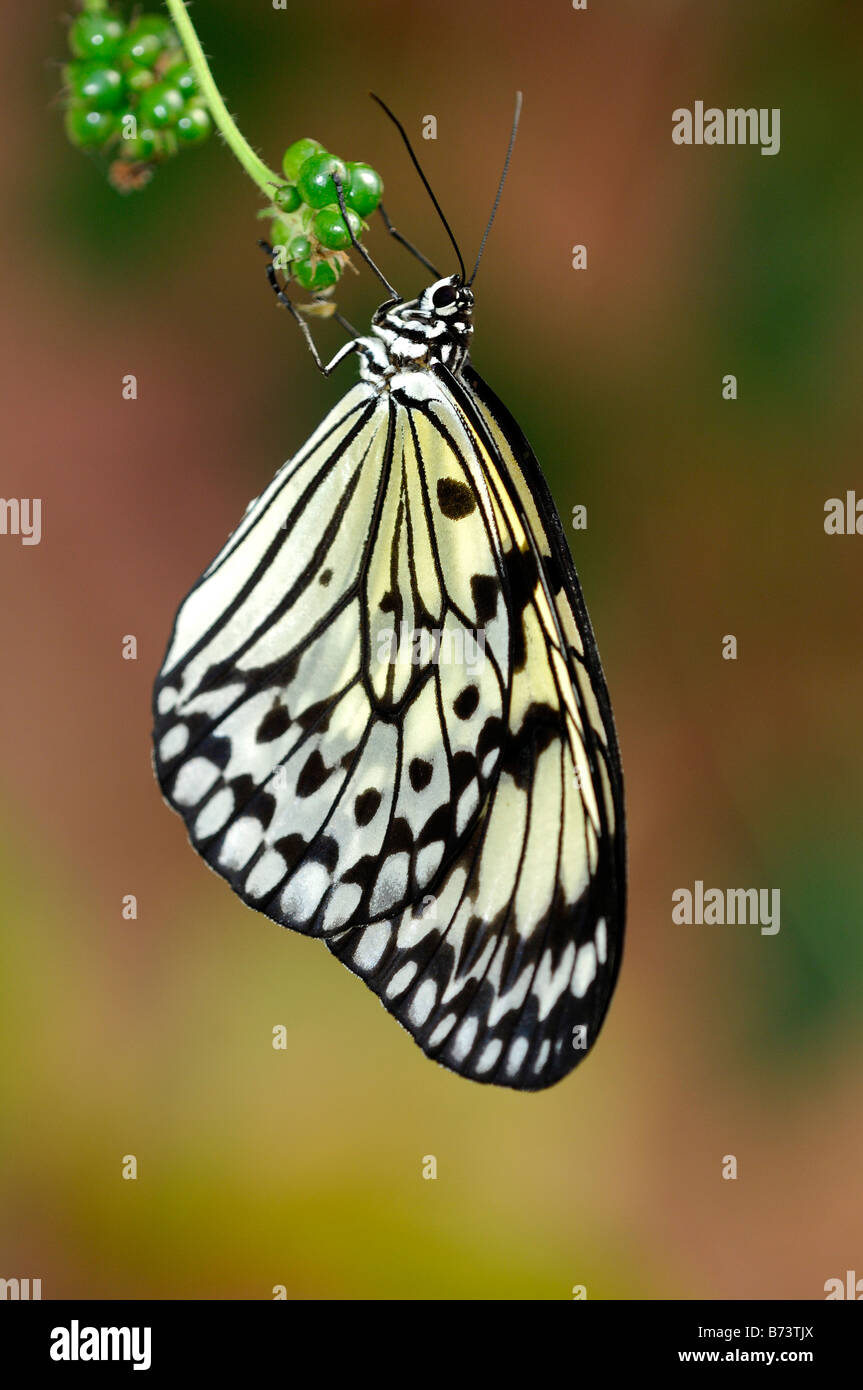 Weiße Baumnymphe, Papier-Drachen, Reispapier Schmetterling, Idee Leuconoe, Tropischer Schmetterling Stockfoto