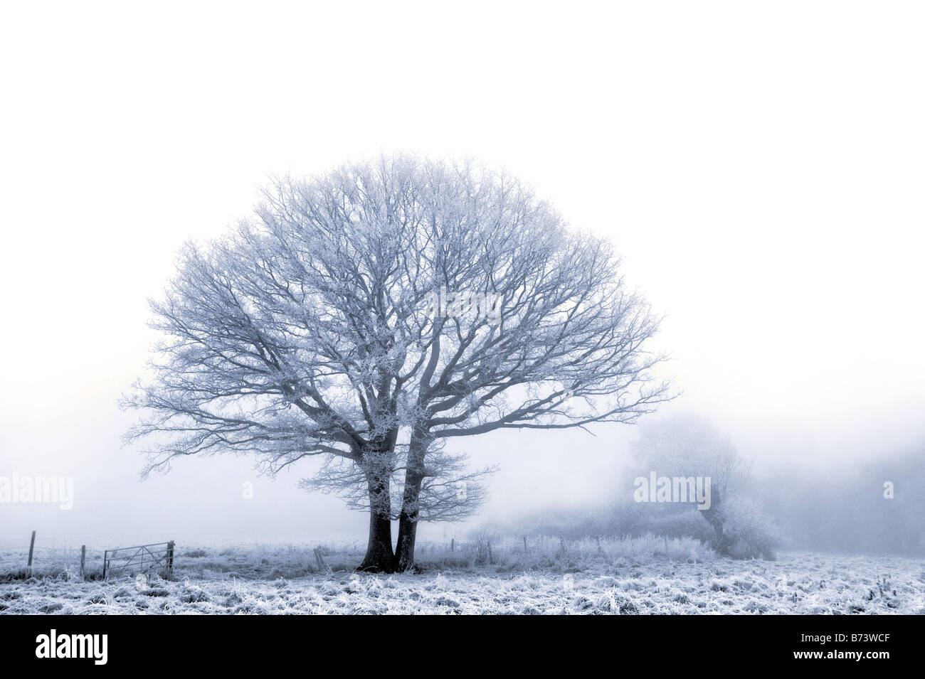 Eine alte Eiche auf einem kalten, nebligen Wintertag in Hoare Frost bedeckt. Stockfoto