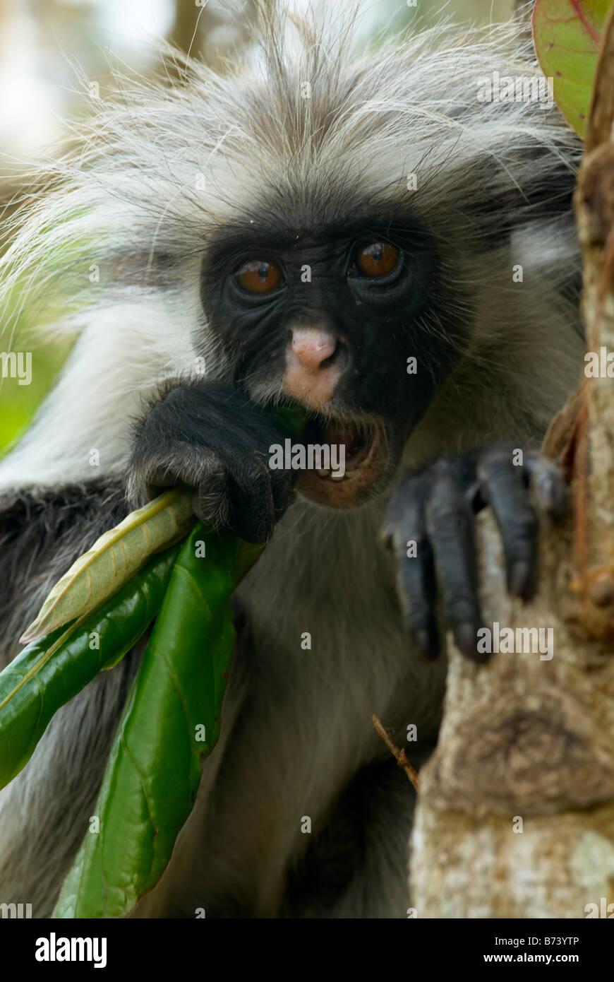 Eine gefährdete männlich roten Colobus Affen (Peocolobus Kirkii), endemisch auf der Insel, essen Blätter in einem Baum in der Sansibar Jozini Wald. Stockfoto