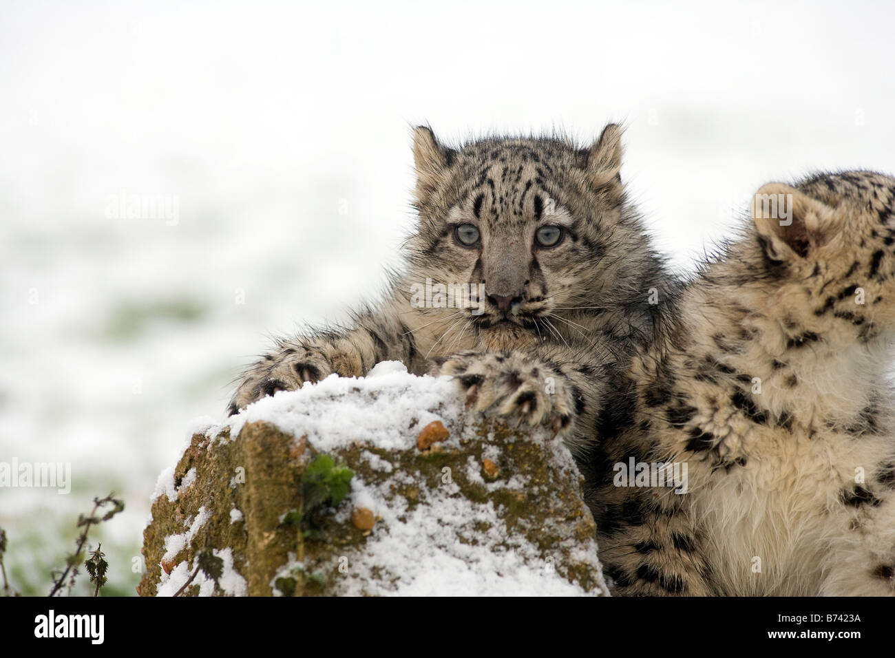 Snow Leopard Cub im Schnee Stockfoto