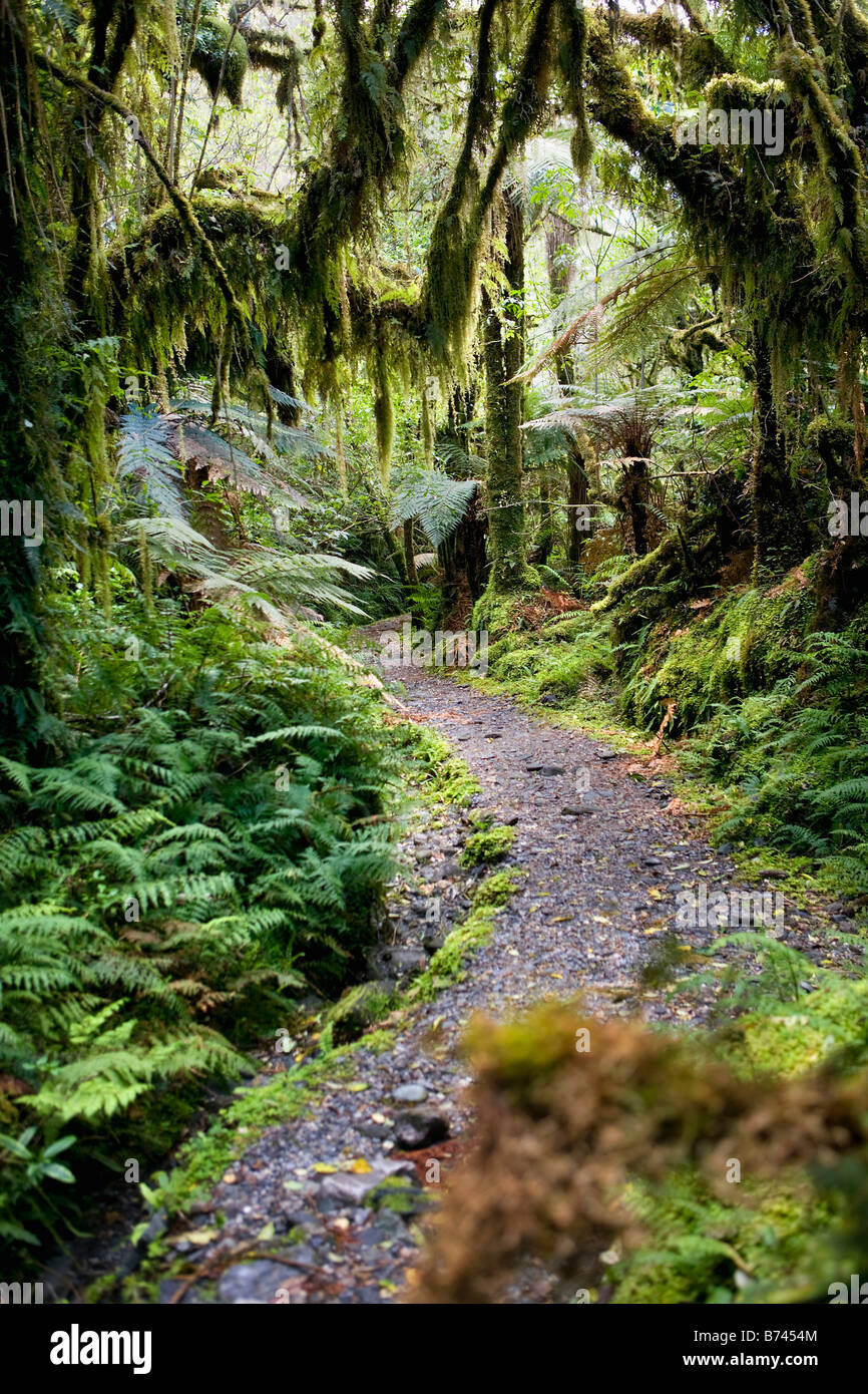 Neuseeland, Südinsel, Fox Glacier, Chalet Lookout Track. Regenwald. Stockfoto