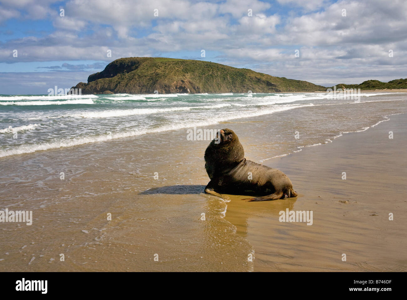 Neuseeland, Südinsel, die Catlins, Owaka, Cannibal Bay, Hooker Seelöwen. Stockfoto
