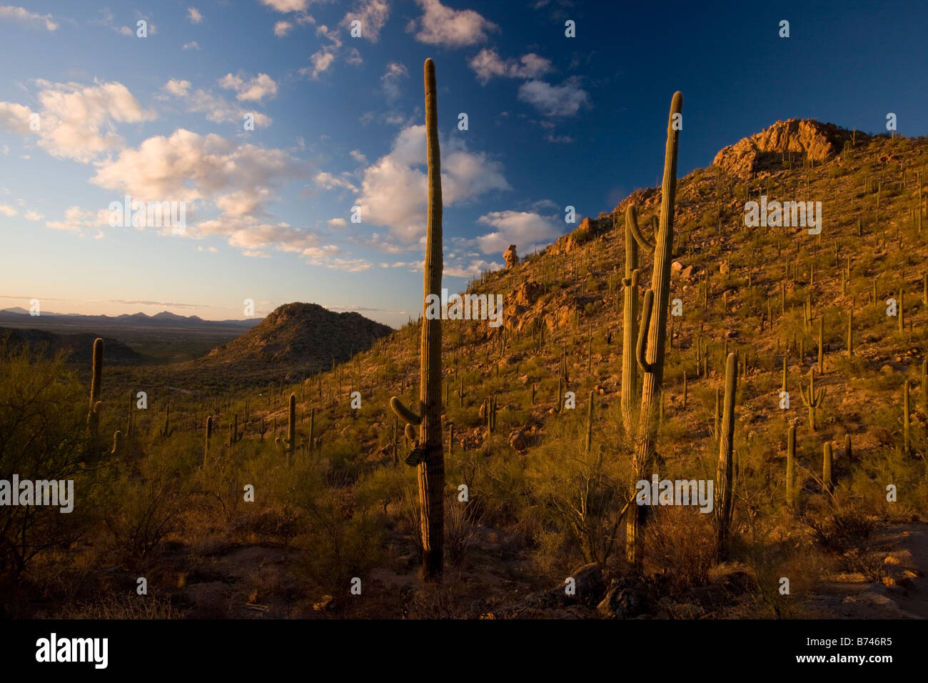 Riesige Kakteen oder Saguaro Carnegiea Gigantea in den Saguaro National Park West Sonora-Wüste Arizona USA Stockfoto