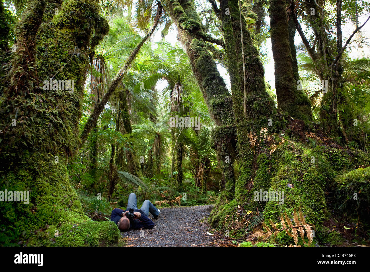 Neuseeland, Südinsel, Fox Glacier, Minnehaha entfernt. Regenwald. Fotograf Frans Lemmens unter Bild. Stockfoto