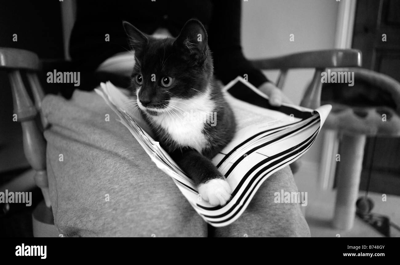 Eine Kätzchen sitzt auf eine Studentinnen-Notizen, während sie für eine Prüfung zu überarbeiten ist. Stockfoto