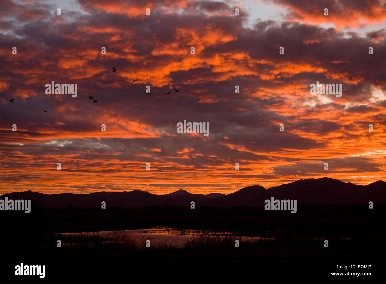 Whitewater zeichnen Wildlife Area bekannt Sandhill Kran Schlafplatz Ort beim Sonnenuntergang südöstlichen Arizona USA Stockfoto