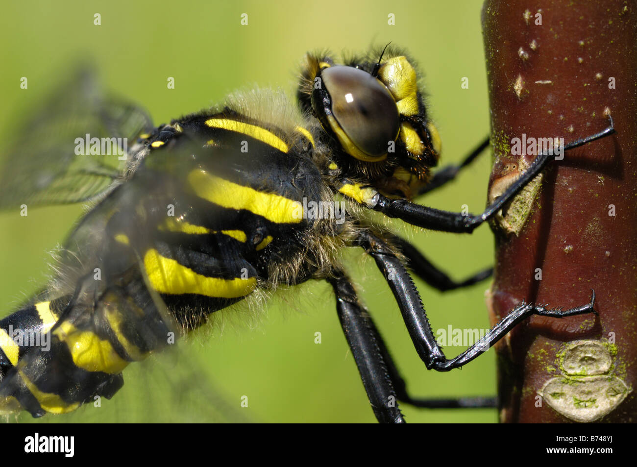 Golden beringt Libelle, Cordulegaster boltonii Stockfoto