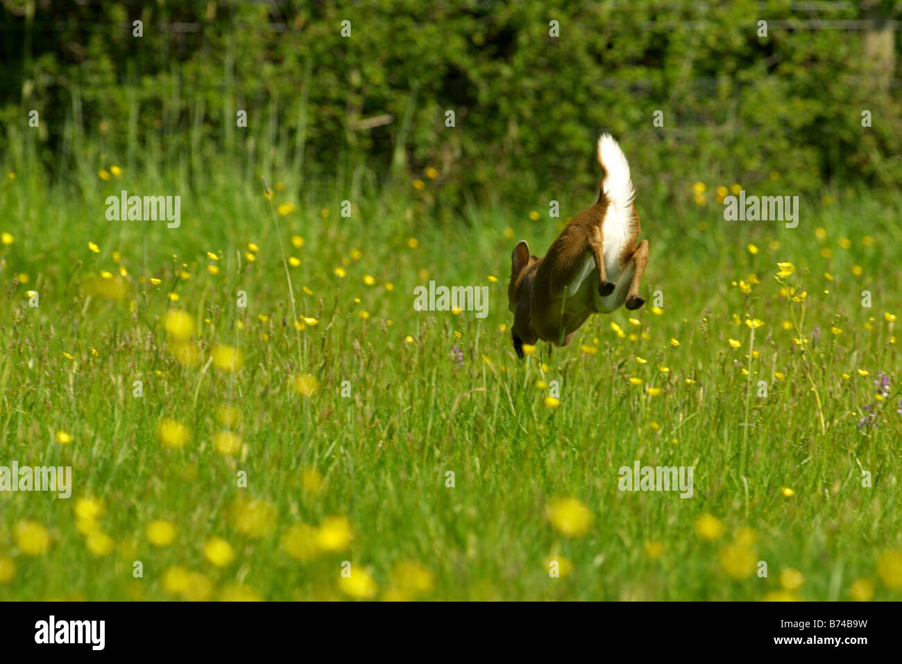 Muntjac Rotwild weglaufen, weißen Blitz Schwanz zeigen. Stockfoto