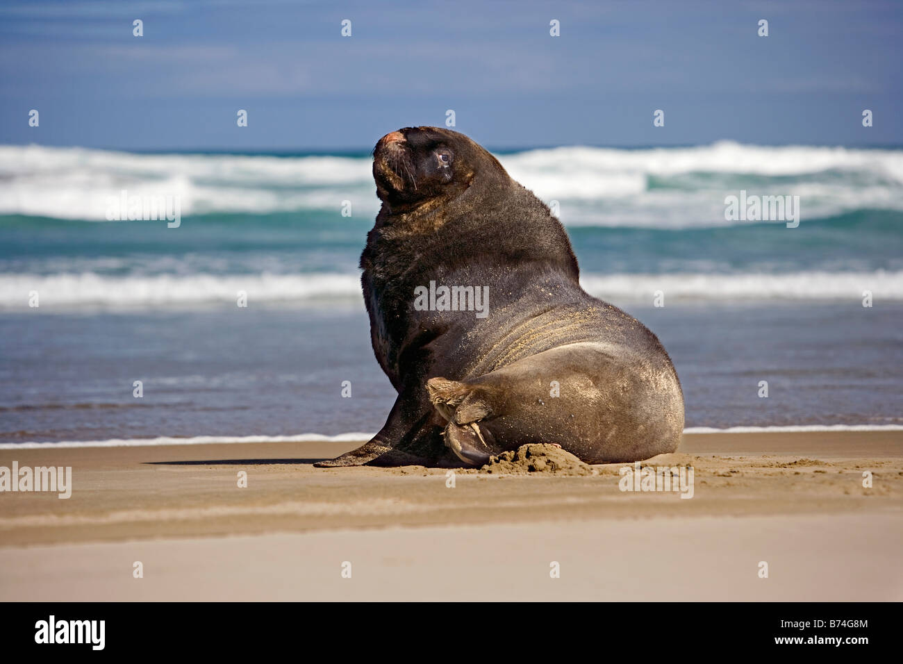 Neuseeland, Südinsel, die Catlins, Owaka, Cannibal Bay, Hooker Seelöwen. Stockfoto