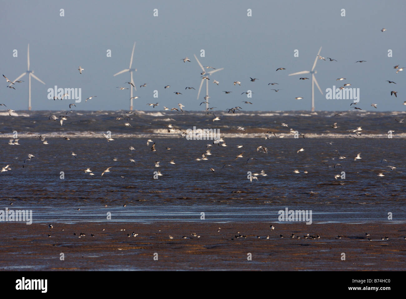 Watvögel offshore Windkraftanlagen Talacre Flint RSPB Reserve Dee Mündung North Wales Stockfoto