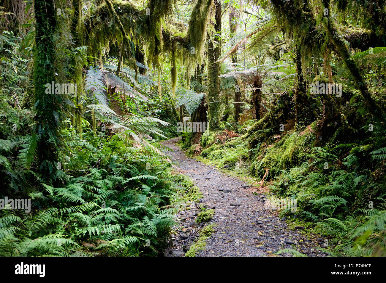 Neuseeland, Südinsel, Fox Glacier, Chalet Lookout Track. Regenwald. Stockfoto