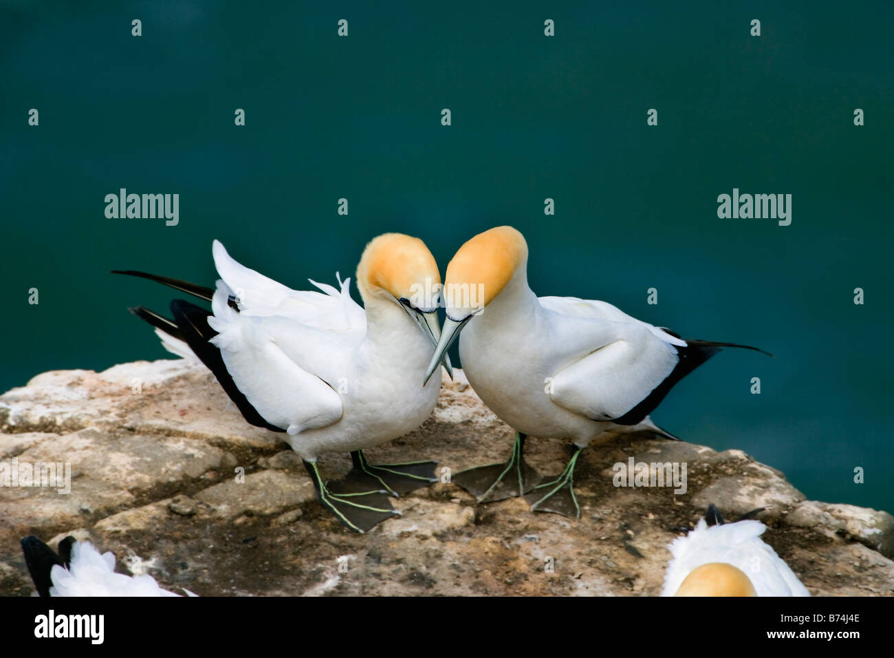 Neuseeland, Nordinsel, Murawai Tölpelkolonie, Australasian Basstölpel (Morus Serrator). Stockfoto