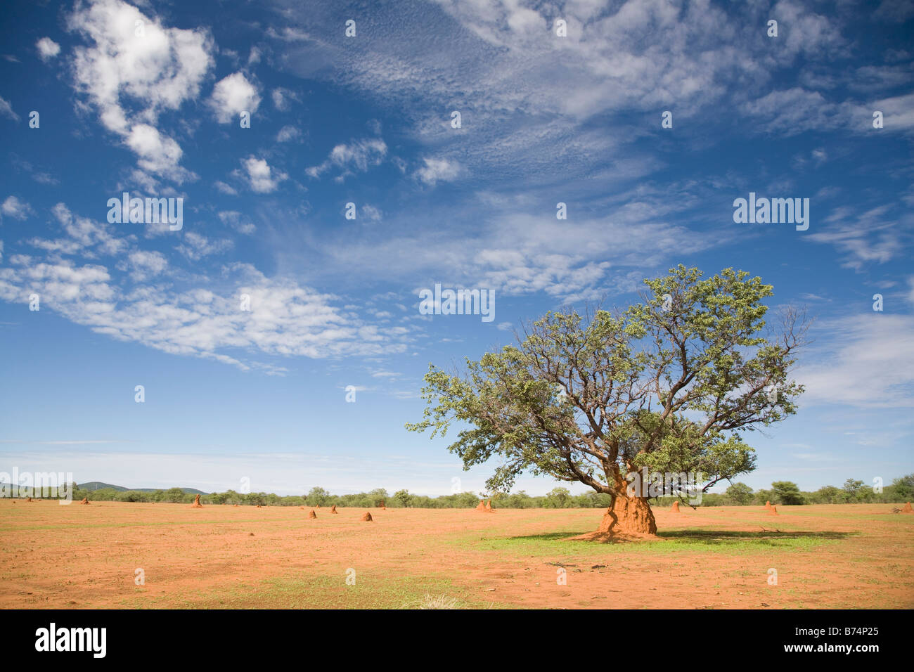 Einsamer Baum, umgeben von einem Termitenhügel Stockfoto