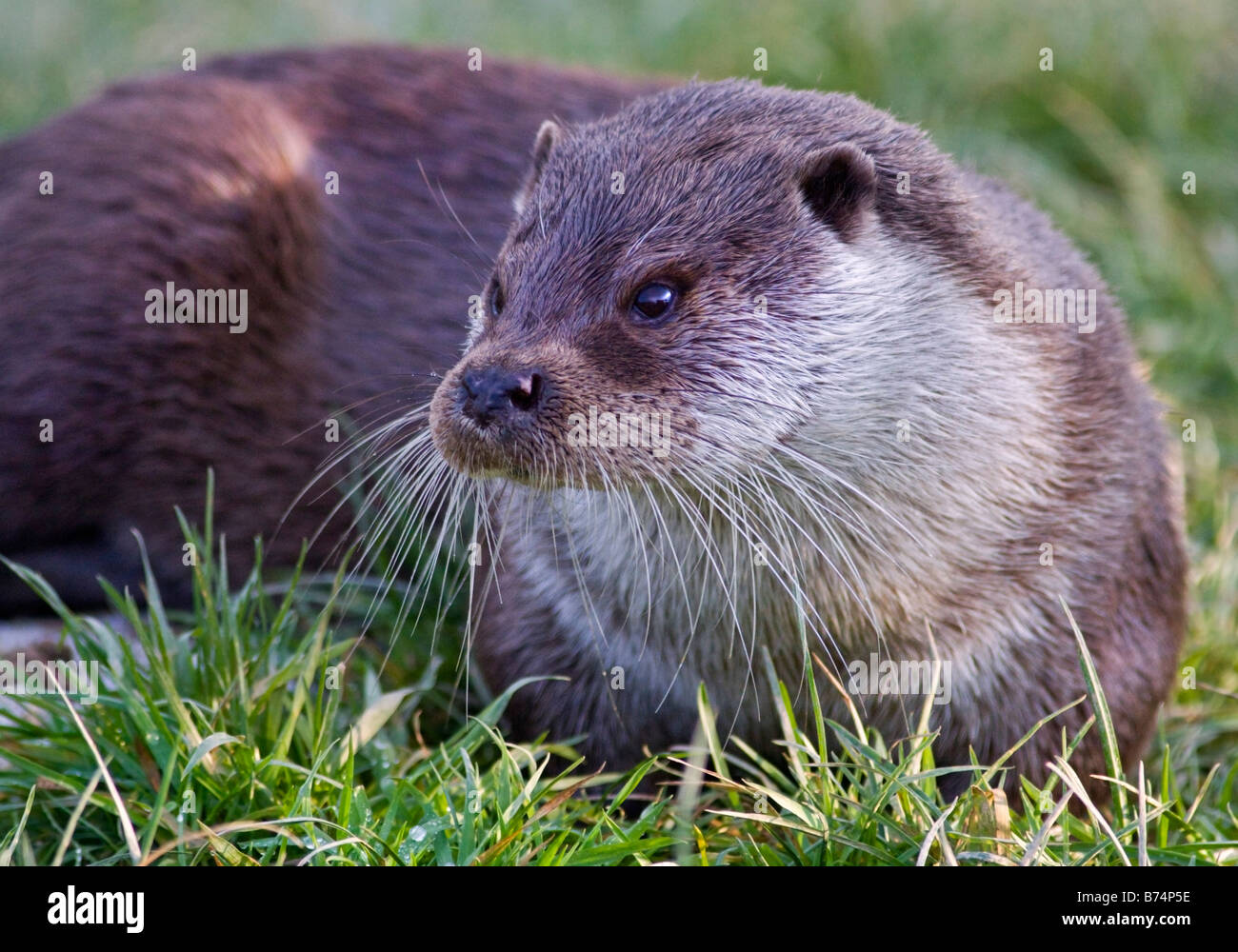 Eurasische Fischotter (Lutra Lutra), UK Stockfoto