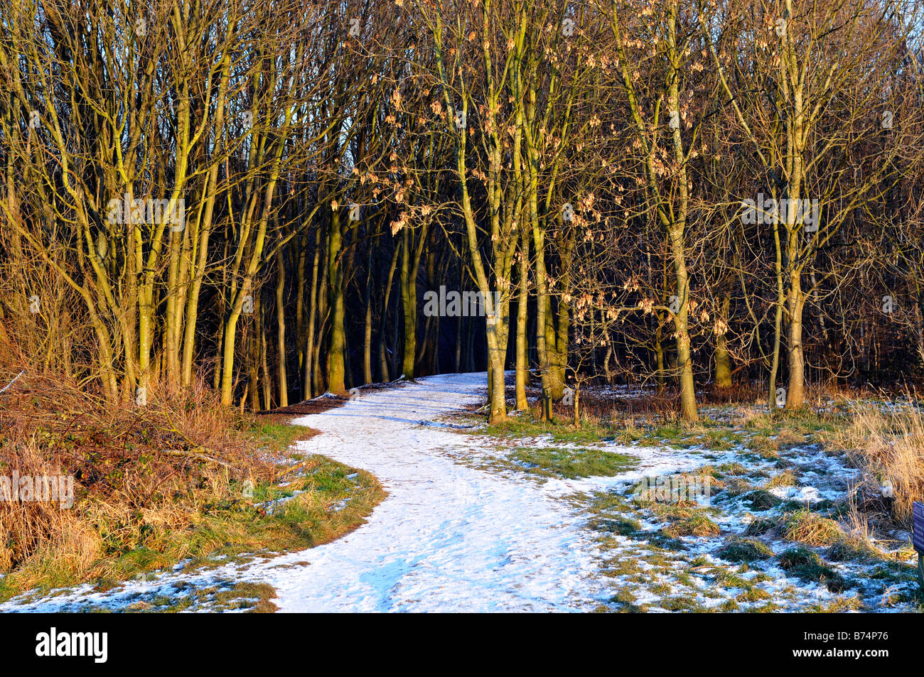 Schnee bedeckte Pfad in Stenner Wald, didsbury Stockfoto