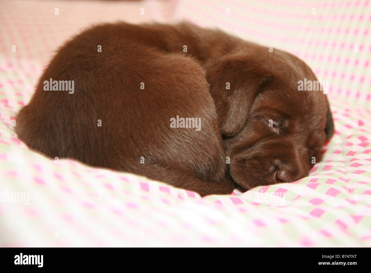 Chocolate Labrador Welpen schlafen Stockfoto