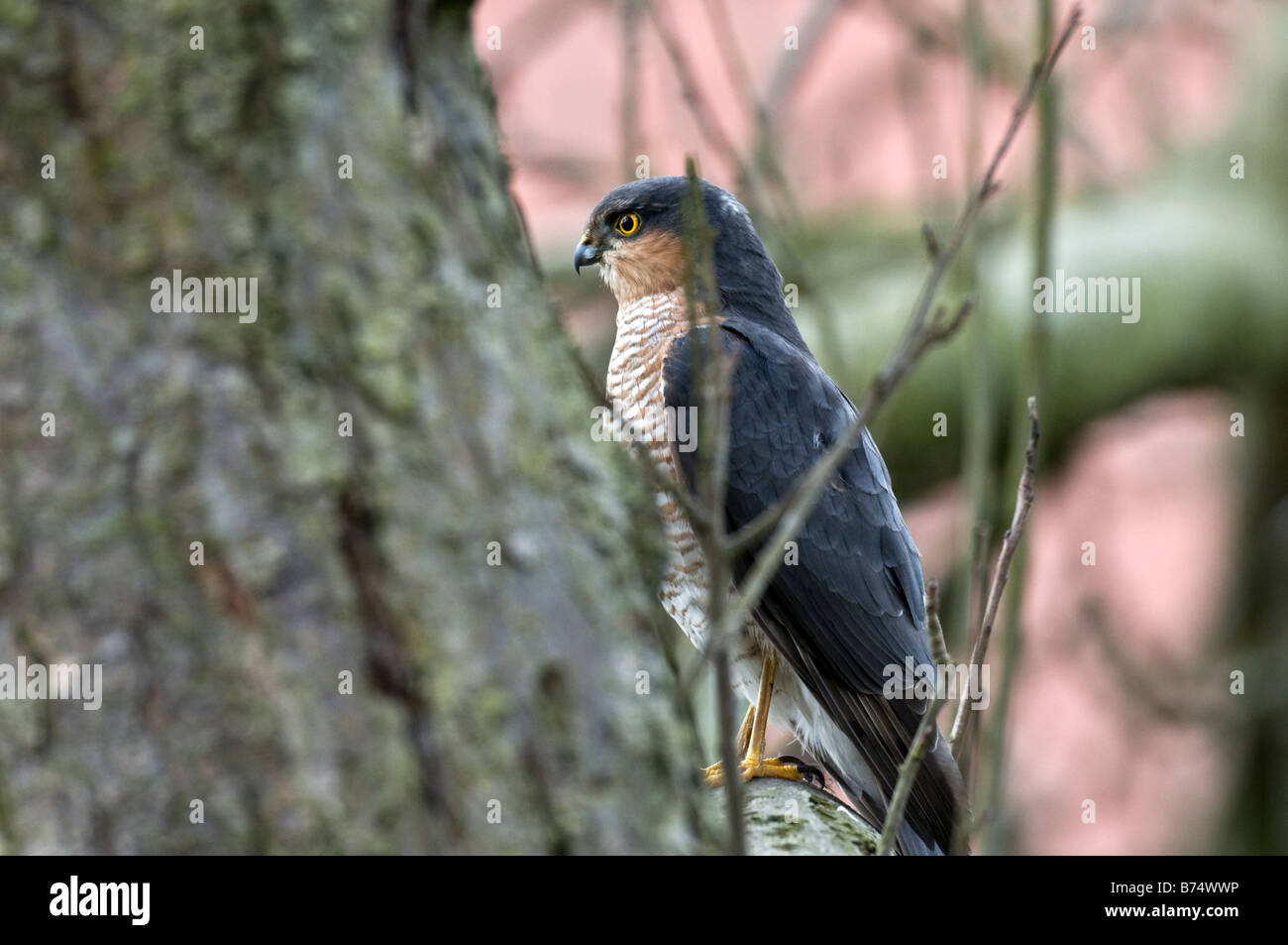 Sperber (Accipiter Nisus) Stockfoto