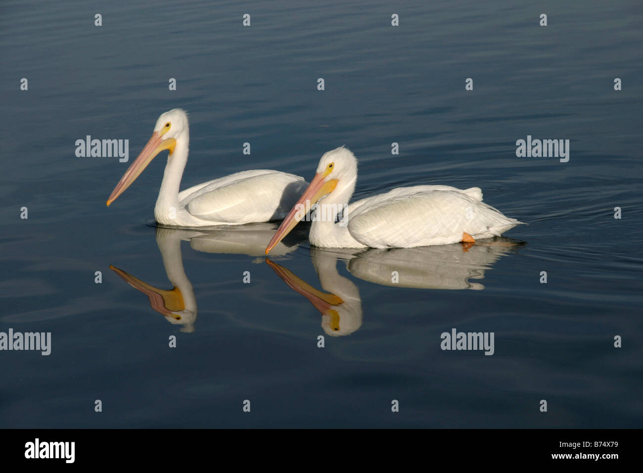 Gruppe von weißen Pelikane Pelecannus Erythrorhynchos schwimmen in ruhigem Wasser in Südwest Florida Stockfoto