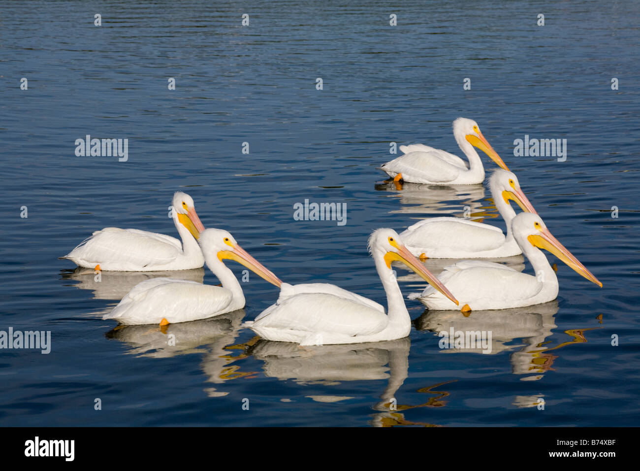 Gruppe von weißen Pelikane Pelecannus Erythrorhynchos schwimmen in ruhigem Wasser in Südwest Florida Stockfoto