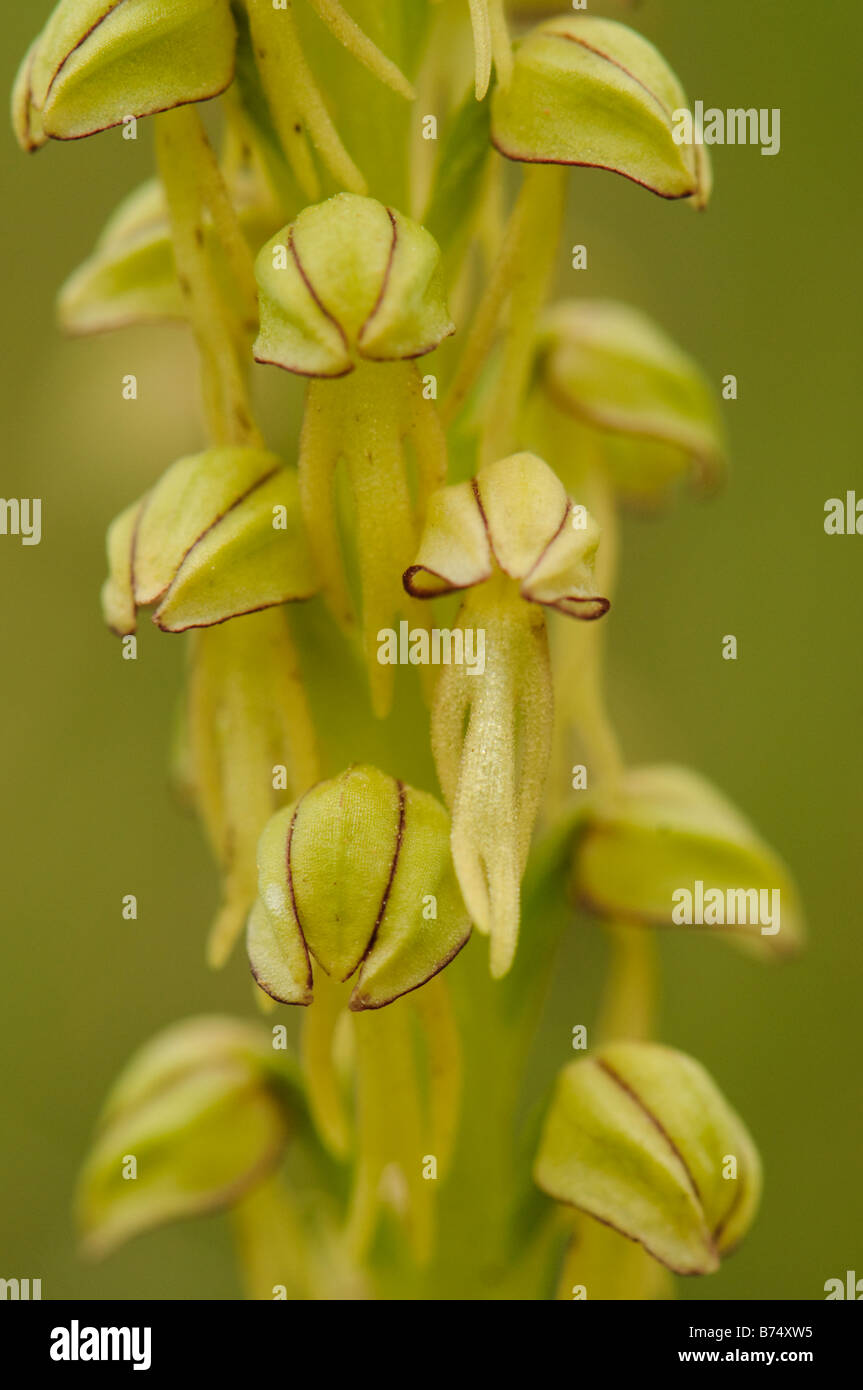 Blume des wilden autochtone Orchidee Orchis Antropophora, hing Männer Orchidee Stockfoto