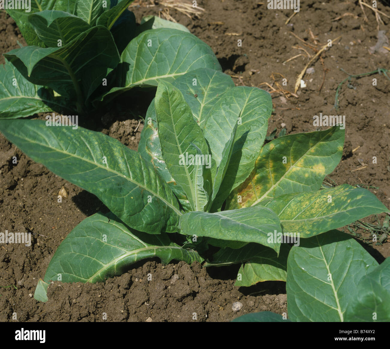 Unreife Tabakpflanze mit Tabak-Mosaik-Virussymptome Stockfoto