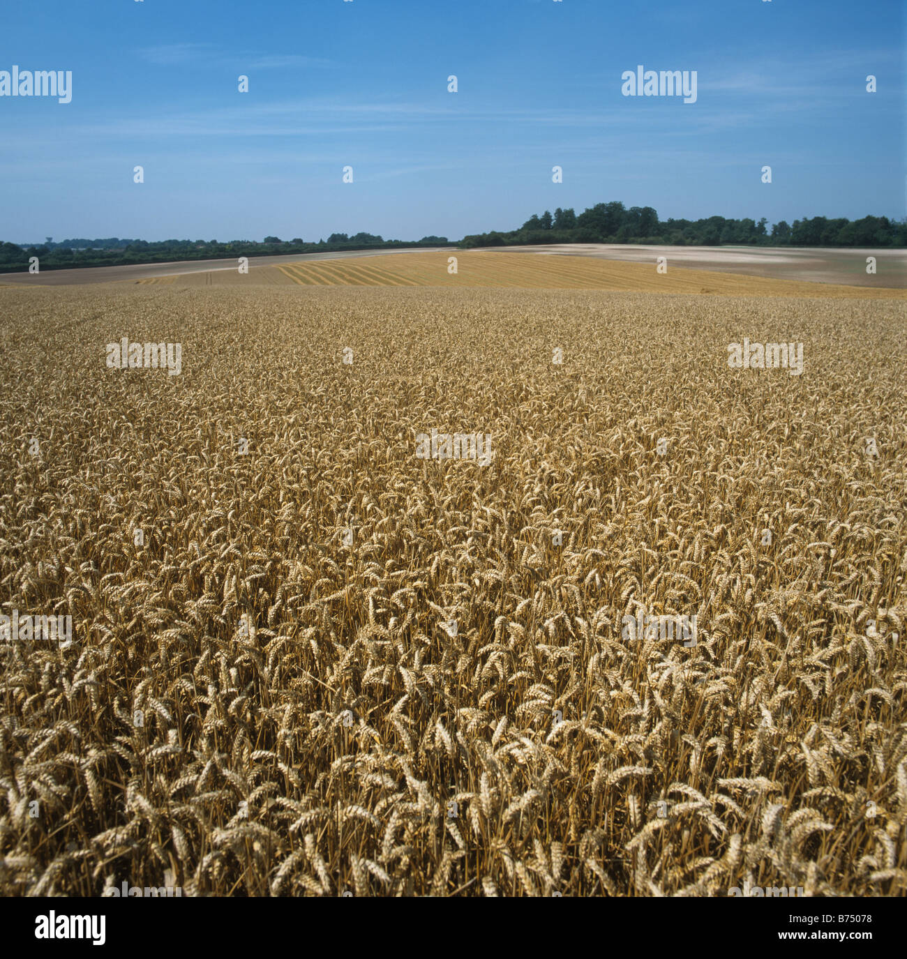Goldenen Reifen Weizenernte auf feine Sommertag Hampshire Stockfoto