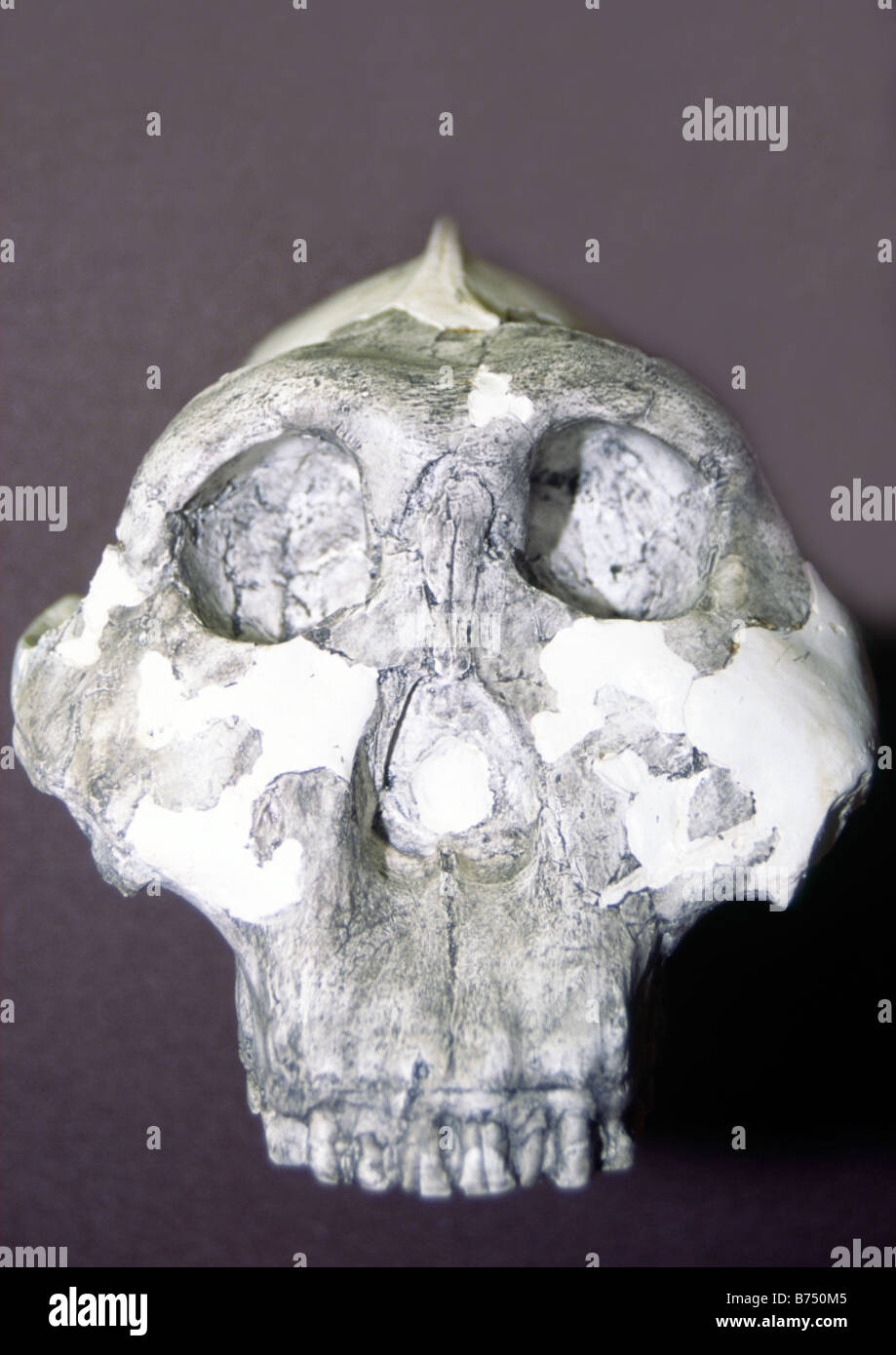 Australopithecus-Schädel Stockfoto