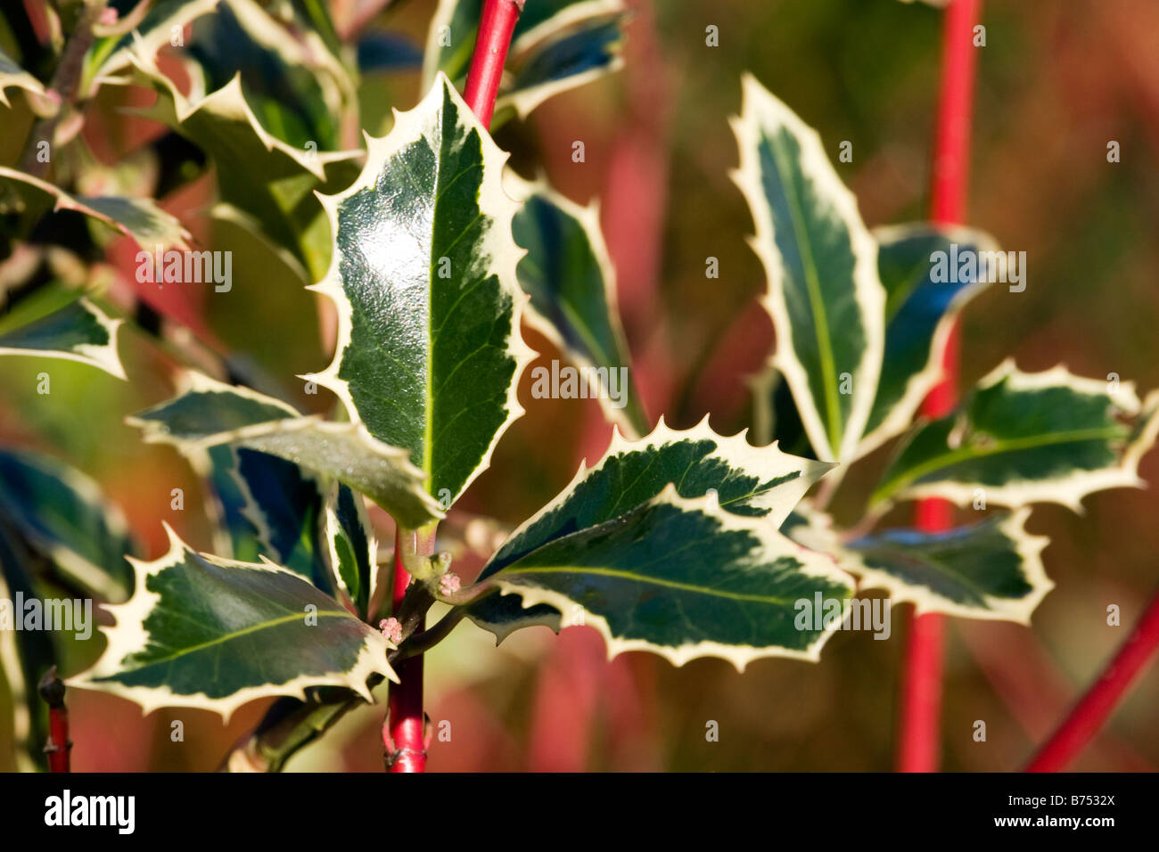 Variagate Holly und Cornus ergibt sich im Winter. Stockfoto