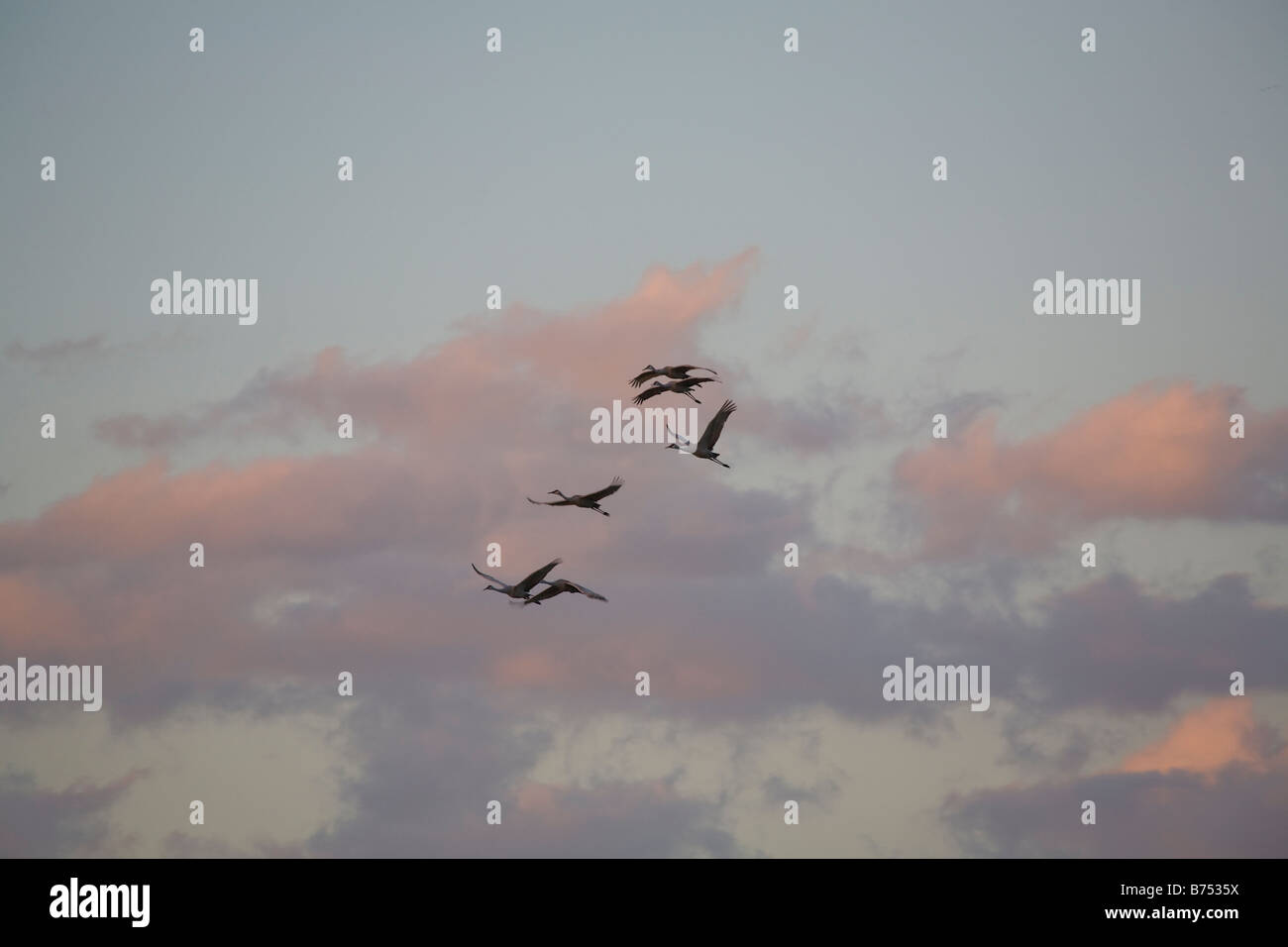 Kraniche Grus Canadensis fliegen über die Sellerie Fields Bereich in Sarasota Florida Stockfoto
